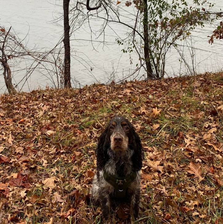 Un Épagneul de Chasse Polonais au pelage tricolore, assis sur un terrain herbeux et portant un harnais 