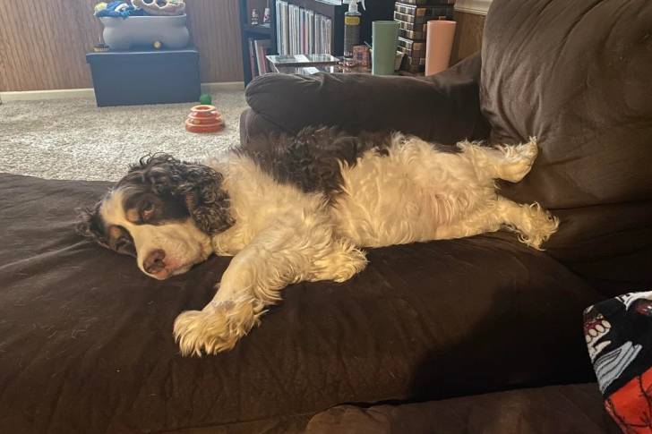 Un Épagneul de Chasse Polonais allongé sur un canapé et regardant vers la caméra 