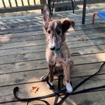 Un Taigan au pelage bicolore, assis sur un plancher et regardant la caméra 