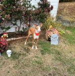 Un Taigan au pelage bicolore, sur une surface gazonnée et portant un foulard