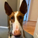 Gros plan d'un Taigan au pelage bicolore