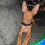 Un Taigan au pelage fauve, allongé sur un canapé et portant un collier autour du cou