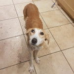 Un Taigan au pelage bicolore, sur un sol carrelé et portant un collier autour du cou