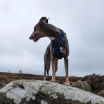 Un Taigan au pelage bicolore, sur un rocher et portant un harnais 