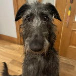 Gros plan d'un Taigan regardant la caméra 