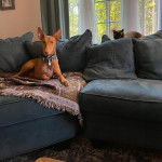 Un Taigan au pelage bicolore, allongé sur un canapé et portant un collier autour du cou