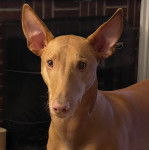 Un Taigan au pelage fauve, regardant la caméra 