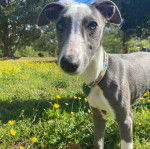 Un chiot Taigan au pelage bicolore, sur une surface herbacée et portant un collier autour du cou 
