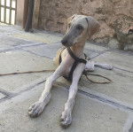 Un Taigan au pelage bicolore, allongé sur une surface terrassée et qui est tenu en laisse 