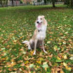 Un Taigan au pelage bicolore, assis sur une surface herbacée et portant un collier autour du cou 