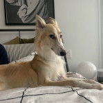 Un Taigan au pelage bicolore, allongé sur un lit et regardant la caméra 