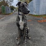 Un Taigan au pelage bicolore, assis et qui est tenu en laisse 