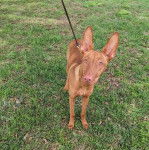 Un Taigan au pelage fauve, sur une surface herbacée et qui est tenu en laisse 