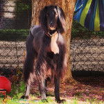 Un Taigan au pelage bicolore, sur une surface gazonnée et portant un colllier autour du cou 