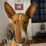 Gros plan d'un Taigan au pelage bicolore, portant un collier autour du cou 