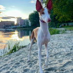 Un Taigan au pelage bicolore, sur une surface sableuse et portant un collier autour du cou 