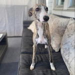 Un Taigan au pelage bicolore, se tenant à quatre pattes sur un canapé