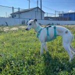 Un Taigan au pelage bicolore, sur une surface herbacée et portant un harnais 