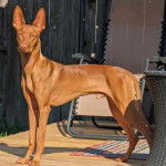 Un Taigan au pelage fauve, sur un plancher et regardant la caméra 