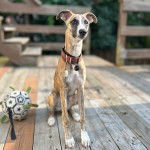 Un Taigan au pelage bicolore, assis sur un plancher et portant un collier autour du cou