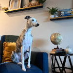 Un Taigan au pelage bicolore, assis sur un canapé et semblant détendu 