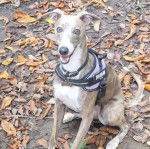 Un Taigan au pelage bicolore, assis et portant un harnais 