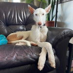 Un Taigan au pelage bicolore, allongé sur un canapé et portant un collier autour du cou 