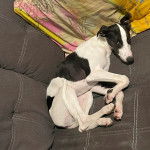 Un Taigan au pelage bicolore, allongé sur un canapé et regardant la caméra