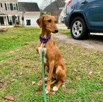 Un Taigan au pelage bicolore, assis sur une surface herbacée et qui est tenu en laisse 