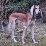 Un Taigan au pelage bicolore, sur une surface herbacée et portant un collier autour du cou 
