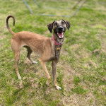 Un Jorkie au pelage fauve, sur une surface herbacée et portant un collier autour du cou