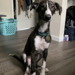 Un Jorkie au pelage bicolore, assis sur un plancher et portant un collier autour du cou