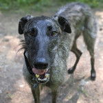 Un Taigan  au pelage bicolore, sur un surface en béton et portant un collier autour du cou
