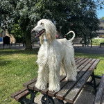 Un Taigan sur une table et portant un collier autour du cou 