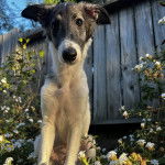 Un Taigan au pelage bicolore, assis et regardant la caméra 