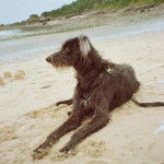 Un Taigan au pelage bicolore, allongé sur une surface sableuse et portant un collier autour du cou