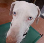 Gros plan d'un Taigan au pelage blanc, regardant la caméra et portant un collier autour du cou 