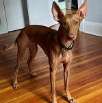 Un Taigan au pelage fauve, sur un plancher et portant un collier autour du cou