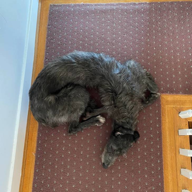 Un Taigan au pelage bicolore, allongé sur un tapis et semblant dormir