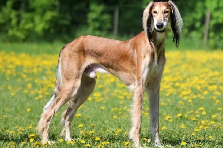 Un Taigan sur un terrain herbeux et portant un collier autour du cou