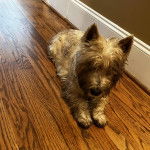 Un Terrier de Westphalie allong&eacute; sur un plancher et semblant d&eacute;tendu