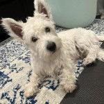 Un Terrier de Westphalie allongé sur une moquette et regardant vers la caméra 