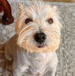 Un Terrier de Westphalie assis sur une moquette et semblant d&eacute;tendu 