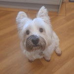 Un Terrier de Westphalie assis sur un plancher et portant un collier autour du cou