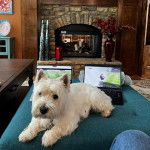 Un Terrier de Westphalie allongé sur un canapé et portant un collier autour du cou 