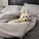 Un Terrier de Westphalie allongé sur un lit et regardant vers la caméra 