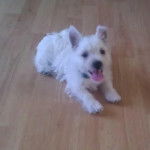 Un chiot Terrier de Westphalie allongé sur un plancher et tirant la langue 