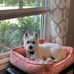 Un Terrier de Westphalie allong&eacute; dans un panier et portant un collier autour du cou
