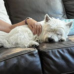 Un Terrier de Westphalie allong&eacute; sur un canap&eacute; et qui semble dormir 