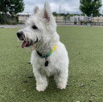 Un Terrier de Westphalie sur une surface gazonnée et portant un collier autour du cou 